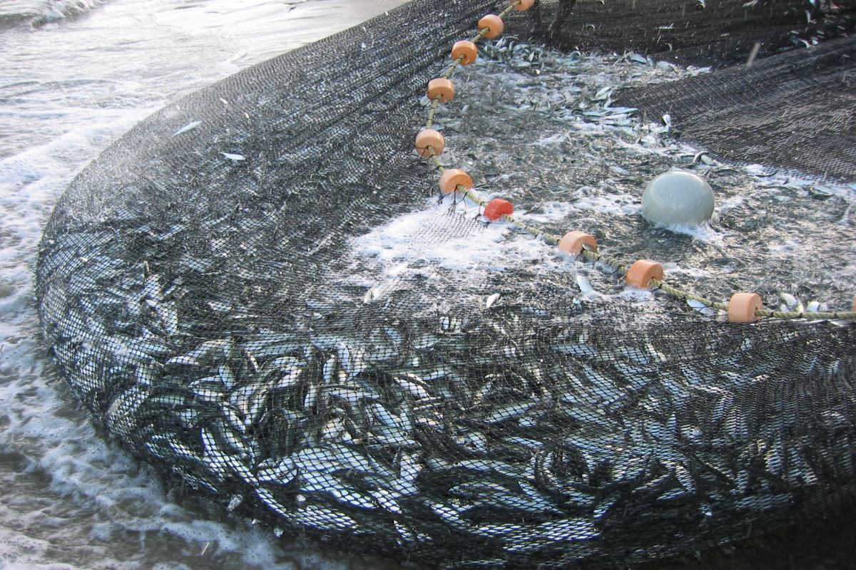 Lưới nuôi cá và nuôi tôm hùm